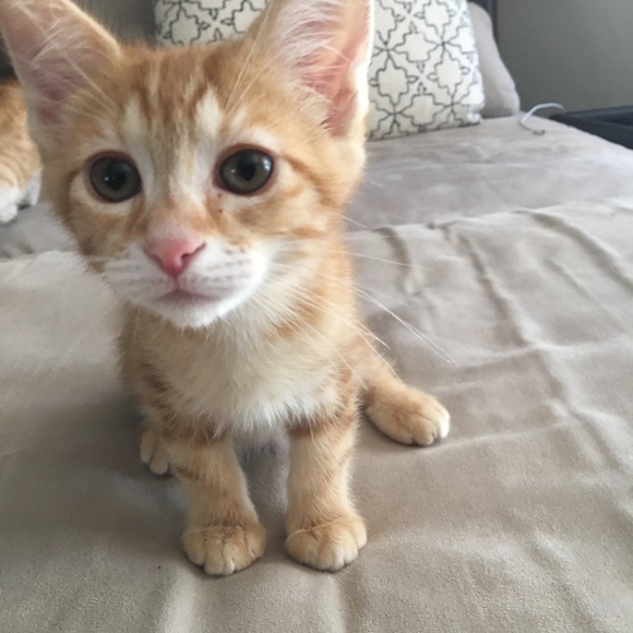 Meet your Posher, D - Picture 2 of 2